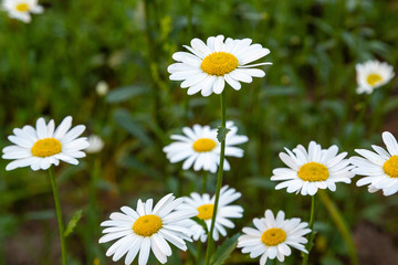 Naklejka na ściany i meble Daisies on a green meadow. Flower background with camomile (chamomile) and green grass