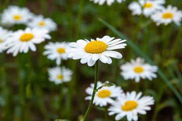 Obraz na płótnie Canvas Daisies on a green meadow. Flower background with camomile (chamomile) and green grass
