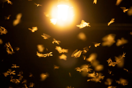 Abstract and magical image of flying moths.
