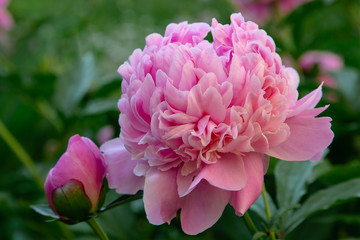 Pink flowers peonies flowering on background pink peonies. Peonies garden.
