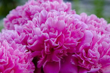 Pink flowers peonies flowering on background pink peonies. Peonies garden.