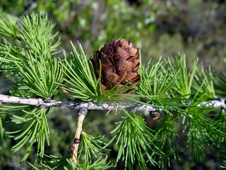 Branches of coniferous tree with cones. Cones on a branch.