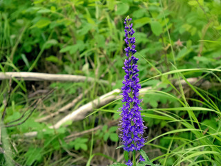 Violet flowers in the tundra. Summer meadow in the taiga.