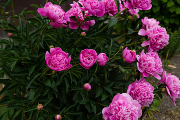 Flowering pink peonies in the garden. Beautiful purple peony flowers.