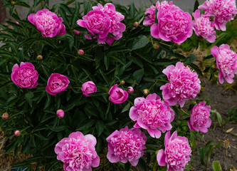 Flowering pink peonies in the garden. Beautiful purple peony flowers.