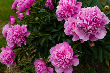 Flowering pink peonies in the garden. Beautiful purple peony flowers.