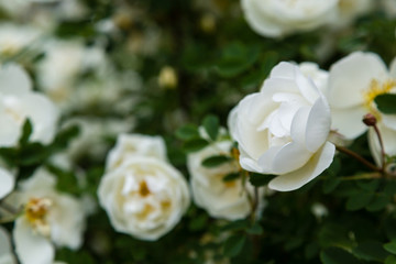 Obraz na płótnie Canvas White wild rose (Rosa rugosa) in the garden