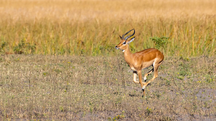 impala running