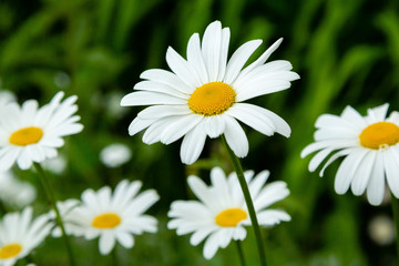 Obraz na płótnie Canvas Garden daisies (лат. Leucanthemum vulgare) on a natural background. Flowering of daisies. Oxeye daisy, Daisies, Dox-eye, Common daisy, Dog daisy, Moon daisy. Gardening concept