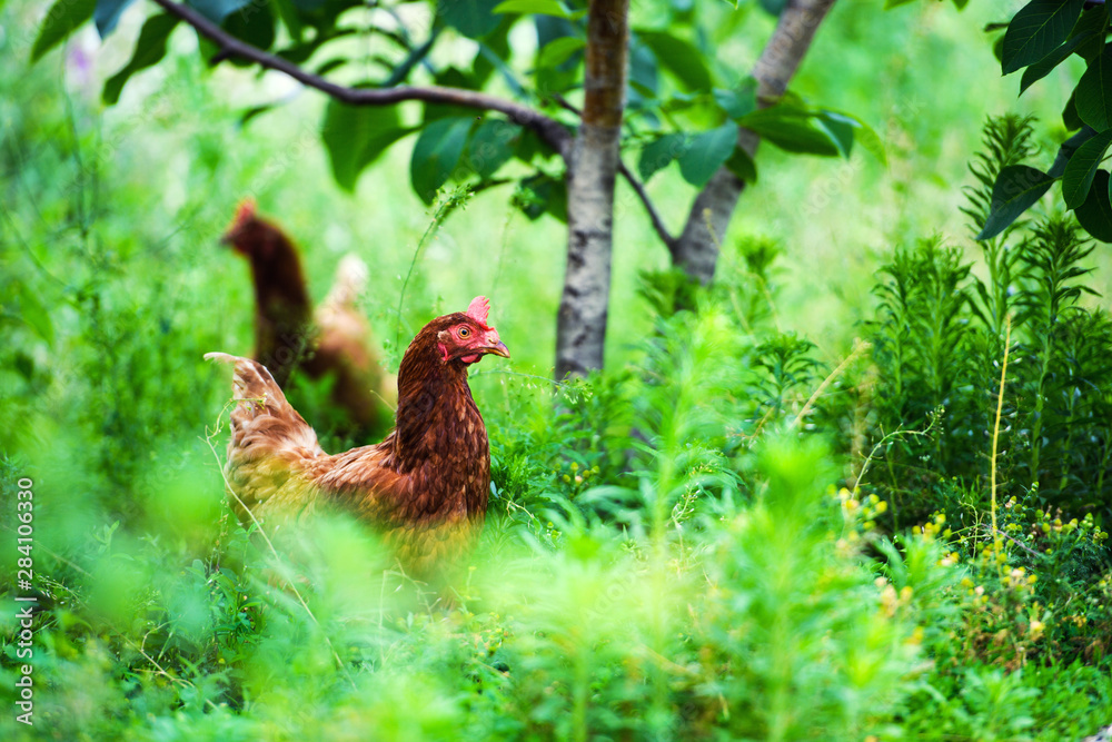 Poster chicken