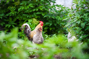 chicken