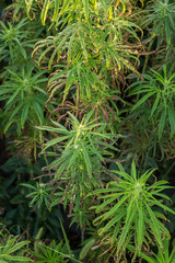 Example of bad marijuana CBD hemp plants field.