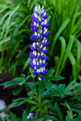 Flowers of large-leaved lupine (Lupinus polyphyllus) blooming in the garden.