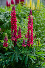 Flowers of large-leaved lupine (Lupinus polyphyllus) blooming in the garden.