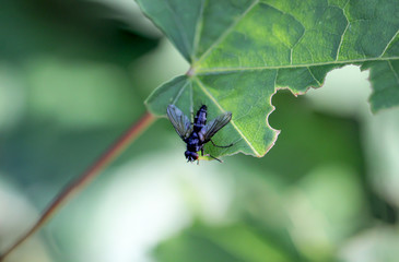 Macro einer Fliege, Insekt
