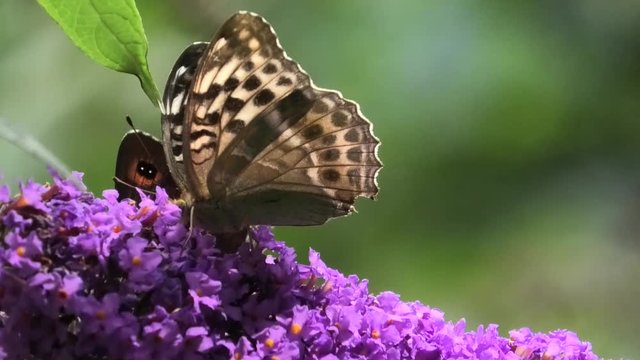 argynnis paphia, farfalle