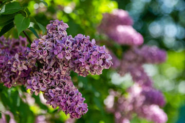 lilac branch on the background of the Park or garden. Spring branch of blossoming lilac