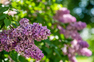 lilac branch on the background of the Park or garden. Spring branch of blossoming lilac