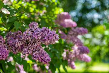 lilac branch on the background of the Park or garden. Spring branch of blossoming lilac