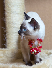 Thai breed kitten with red necklace peeps out