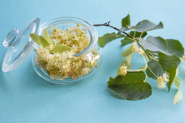 yellow flowers of fragrant Linden macro on a blue background in a glass jar. Healing plant