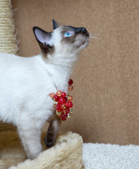 Thai breed kitten with red beads on his neck carefully looks up