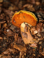 Nahaufnahme eines Maronenröhrlings im Wald