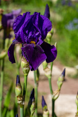 Siberian iris flower (iris sibirica) on a green background in the garden