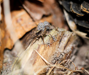 Spinne mit Nachwuchs auf dem Körper