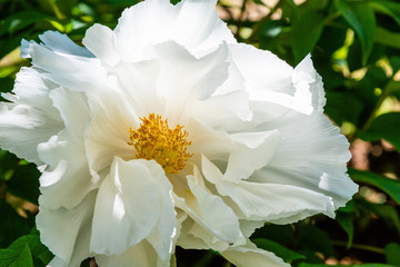 Peony tree (Paeonia x suffruticosa), or semi-shrub is a hybrid species belonging to the genus peony of the family peony