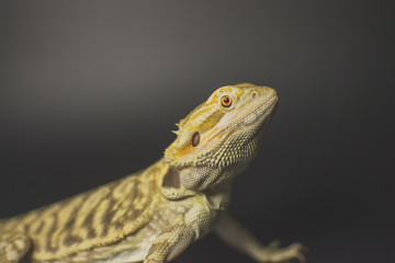 lizard on black background