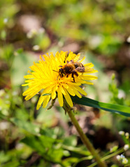 Biene auf L&ouml;wenzahn