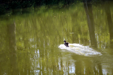 Ente landet im Teich