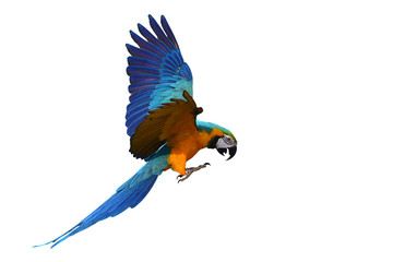 Blue and gold macaw