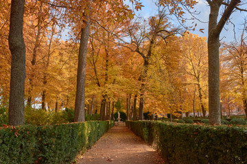 Naklejka premium Trees with yellow leaves in the garden of the Parterre in autumn