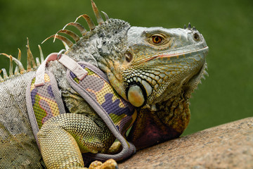 Fototapeta premium Green iguana reptile. Perfect portrait of green iguana reptiles, close up. Close up portrait of an exotic home green iguana pet. On a walk with a leash