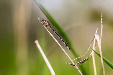 Macro einer Kleinlibelle 