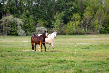 Fototapeta na wymiar Portrait eines Pferd, Ponny auf der Weide