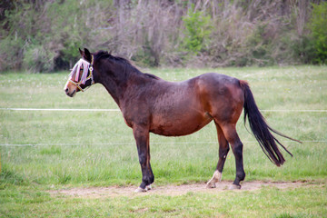 Portrait eines Pferd, Ponny auf der Weide