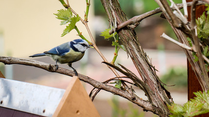 Blaumeise bringt Futter zum Nachwuchs