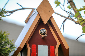 Blaumeise bringt Futter zum Nachwuchs