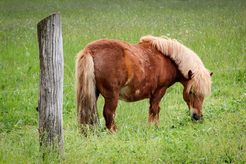 Portrait eines Pferd, Ponny auf der Weide © boedefeld1969