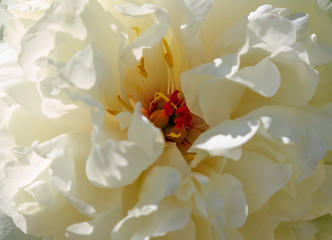 Peony flower background. White peony close-up.