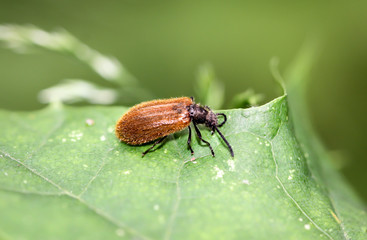Brauner Käfer auf einem Blatt