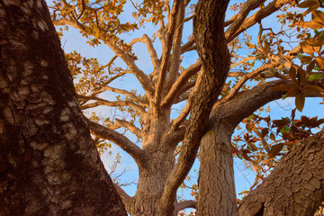 Trees with green leaves in the garden of the Parterre in autumn