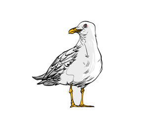 bird isolated on white background