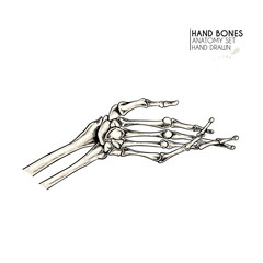 Hand drawn anatomy set. Vector human body parts, bones. Hand gesture in different positions. Vintage medicinal illustration. Use for Haloween poster, medical atlas, science realistic image.