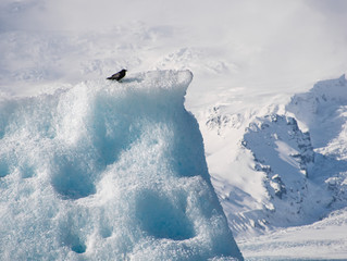 Ein schwarze Krähe auf einer Eisscholle in Island