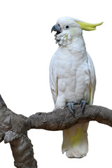 Sulphur-crested Cockatoo bird