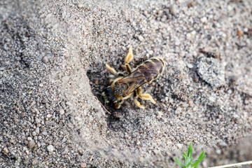 Erdbiene, Biene am Eingang zur Erdhöhle